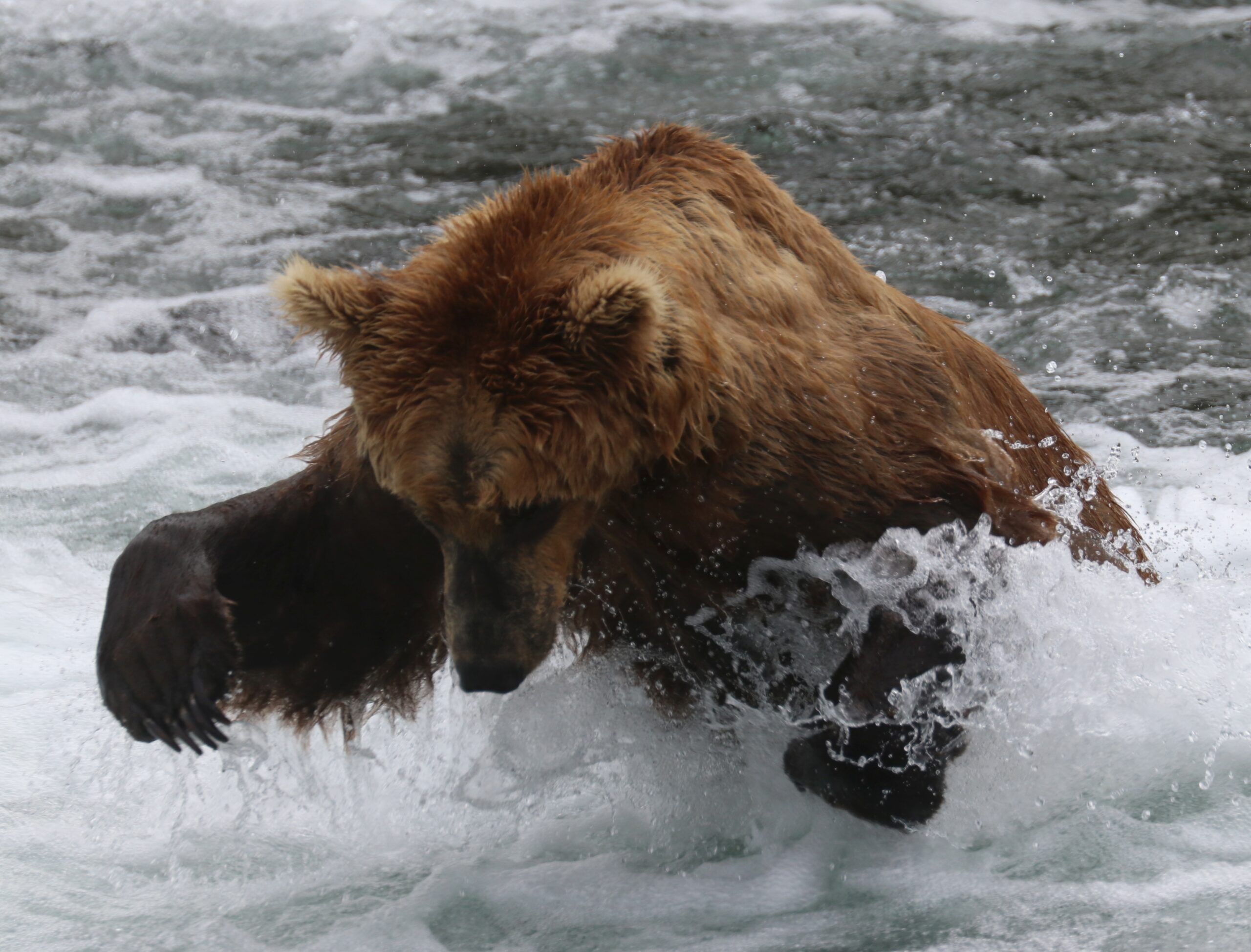 Beren, beren, beren! Sieg & Dré Reizen & Belevenissen